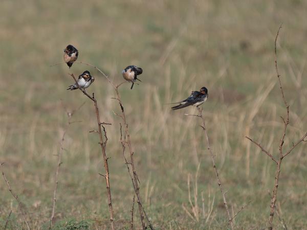 <h3><a href="/trips/tanzania/biota/animalia/chordata/aves/040 passeriformes/075 hirundinidae/hirundo rustica/hirundo rustica-nl.html">Hirundo&nbsp;rustica</a> / Barn&nbsp;swallow / Boerenzwaluw</h3>OM-1 Mark II met OLYMPUS M.150-400mm F4.5, 1/2000 sec  bij F5.0, ISO 250, afstand 48.6&nbsp;m